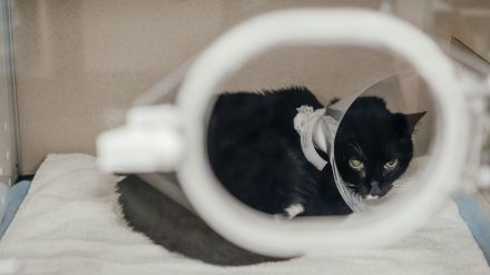 飼い主の悲しみに寄り添う「新たな職業」が米国の動物病院で増えている