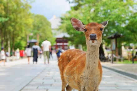 天然記念物「奈良のシカ」を蹴飛ばす動画拡散で「許せない」と苦情殺到、文化財保護法違反に問われる可能性も…奈良県は県警と情報共有