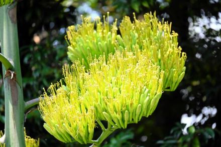 開花までに数十年、一度咲くと枯死する植物咲いた　三菱電機の敷地内