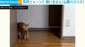 猫「トコトコ…!?」 急すぎるアクションに飼い主の心臓バクバク！ 「これはビビる」「規格外過ぎる」と大反響