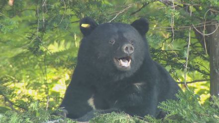 クマを麻酔で眠らせ山に返す　畑の脇でわなにかかる　人里でも出没相次ぐ…人身被害も発生　県内に「注意報」発令中　