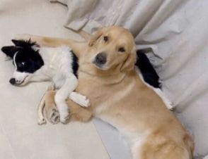 「まるで犯人確保」飼い主が部屋に戻ると、ボーダーコリーがゴールデンレトリバーにガッチリ捕獲されていた