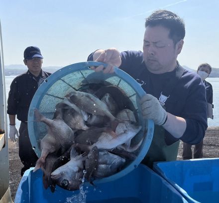 マダイの魚価が20年前の4分の1に　ヒラメやアコウは半値　魚食減った影響？