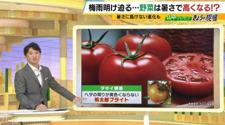 【温暖化であえぐ野菜】形も崩れ、光合成の気孔自らふさぎ、産地リレーもままならず　いっぽう暑いほど安く買えるのが「道の駅⁉」