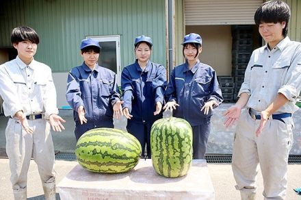 四角いジャンボ西瓜完成　富山県の入善高農業科、昨年の反省生かし栽培