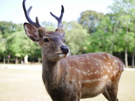 X1300万回閲覧超の物議沸騰「奈良公園の鹿を蹴り飛ばす来園者」インバウンドで増加のトラブル実態を聞いた