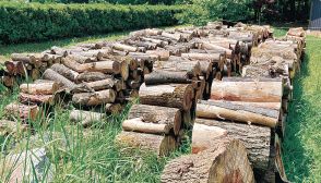 南門の伐採木を市民に　砺波チューリップ公園　市、丸太８００本を無料配布