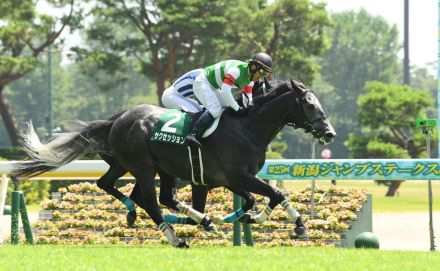 【新潟ジャンプＳ】暑さも平気なサクセッション　得意の新潟で連覇狙う