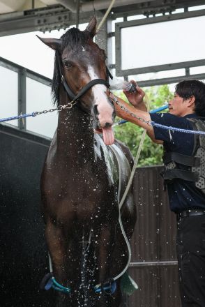 ３歳牝馬ボンドガールに田中助手「大人になってきた」気性面の成長実感／クイーンＳ