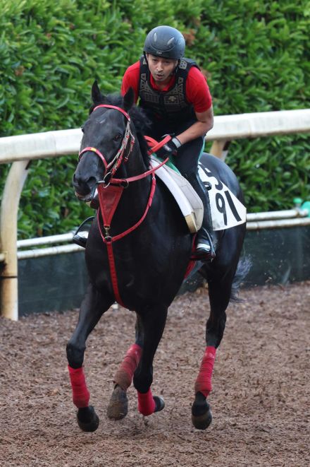 グレイトゲイナーは１週前追いで好時計　清水亮助手「精神的にも成長して大人に」／アイビスSD