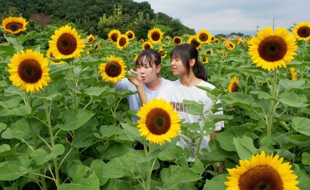 奈良・天理のヒマワリ畑に大輪の花　天理大野球部が種植え