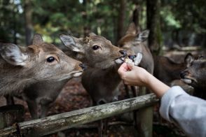 奈良の鹿、頭数増えた　オーバーツーリズムの恩恵？