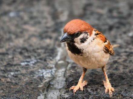 「まさにイリュージョン！」スズメの首ってこんなに細いの？⇒劇的瞬間を捉えた写真に「心臓止まりそうでした」