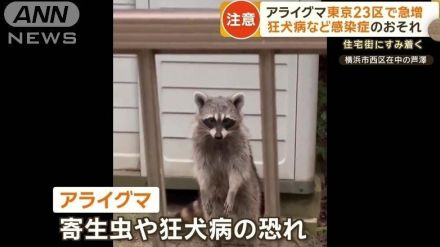 アライグマが東京23区で急増　住宅街にすみ着く…業者へ依頼3倍　感染症のおそれも