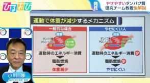 “やせやすくなるタンパク質”を発見 「増やせるの?」「薬の開発は」研究グループの教授が解説【ひるおび】