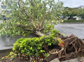 台風3号：与那国島で最大瞬間風速50.2メートル　石垣市内では街路樹が倒れ車線ふさぐ