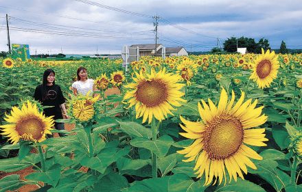 夏本番近し「ひまわり村」開村河北潟干拓地に３５万本