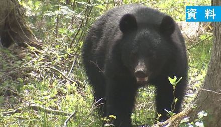 「恐ろしい…戸も開けていられない」散歩中にクマに襲われたのは81歳男性…顔を引っかかれ手術必要な大けが、住民からは不安の声