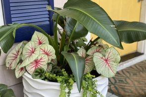 この夏つくってみたい《観葉植物の寄せ植え》おすすめの組み合わせ3つ【夏の爽やかインドアガーデニング】