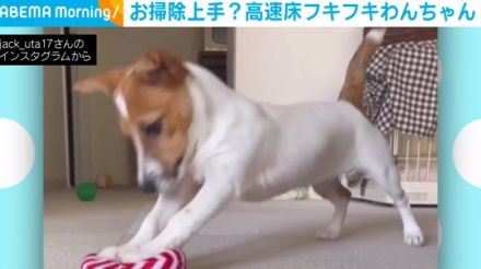 掃除中？ 真剣な表情でリズミカルに“床磨き”をする犬の姿が「ルンバ以上の掃除だ」「偉い！見習わなきゃ」と話題に