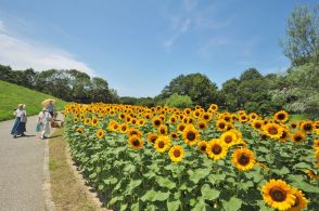 香川県の「国営讃岐まんのう公園」でひまわりが満開! 夏休みの各種イベントも開催中です