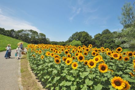 香川県の「国営讃岐まんのう公園」でひまわりが満開! 夏休みの各種イベントも開催中です