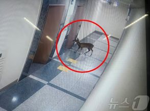 「キバノロがなぜマンションの駐車場に？」…韓国で捕獲