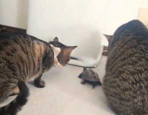 猫と亀が集合し、必死に「黒い一点」を凝視…　その正体に思わず「爆笑wwww」