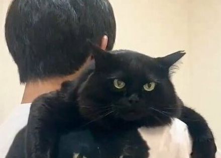 「我々はとんでもない物を作ってしまった」抱っこを喜ぶ猫が話題　…え？「目がバグる」夫の背中を二度見