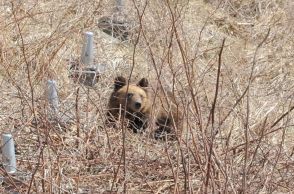 クマ被害増加中…猟友会支部、駆除から異例の「離脱」表明　真意は