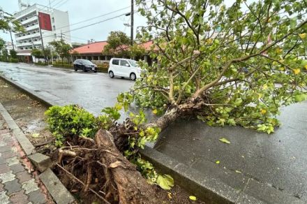 電柱折れ、倒木も　台風3号「ここ最近で一番強かった」　八重山、宮古で爪痕　沖縄