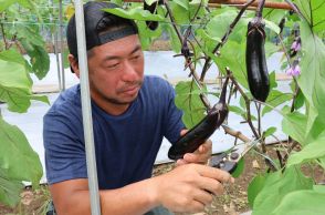 つやつや紫色…ブランド「美なす」ぐんぐん成長　豊後大野市で収穫ピーク「食べやすく夏バテ防止に効果」