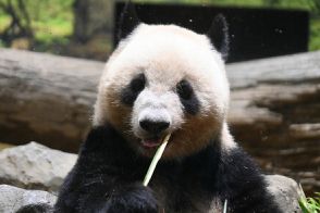 双子パンダの食事に昆虫やトマトが。食べる姿が見られたらラッキー!? 新メニューの反応を上野動物園に直撃