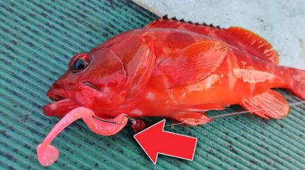 【持っておいて損なし！】汎用性超抜群な根魚用シャッドテールワーム！