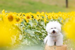 岐阜県高山市「ほおのき平スキー場」、夏のゲレンデで約10万本のひまわり園を開催