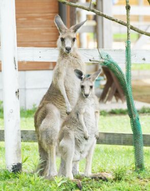 「スイ」と「アンドリュー」と「ダニエル」覚えてね　岡山県の観光施設「ドイツの森」、カンガルーとヒツジの名前決まる