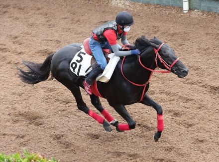 【アイビスＳＤ　追って一言】グレイトゲイナー・清水亮助手「追い切りの内容は満足です」