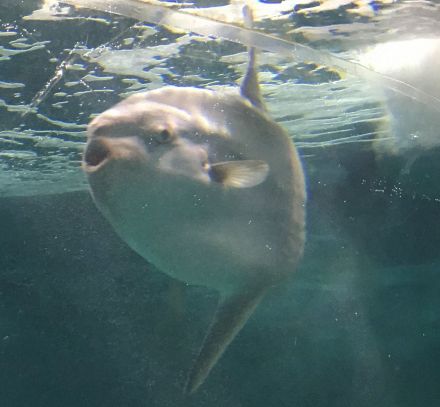 クラゲをひと飲み…捕食動画で話題　海響館でマンボウ展　山口