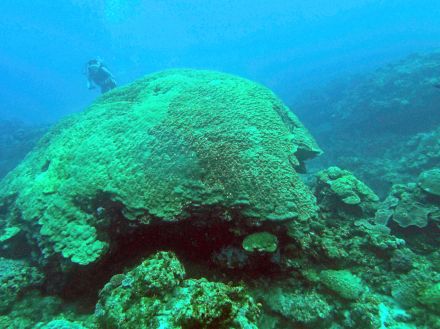 巨大サンゴから気候変動解明へ　東大大気海洋研　喜界島沖で発見、海流の変化分析