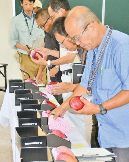 最高糖度は17・5度　奄美大島・喜界島マンゴー品評会　喜界の川村さん金賞