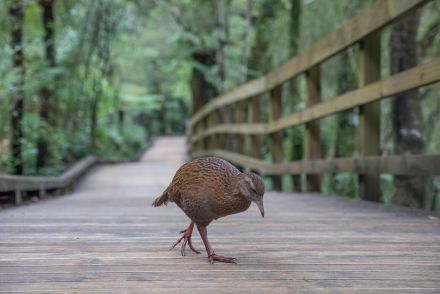 絶滅危惧種のクイナ、サバイバル番組出演者が殺して食べた　ＮＺ