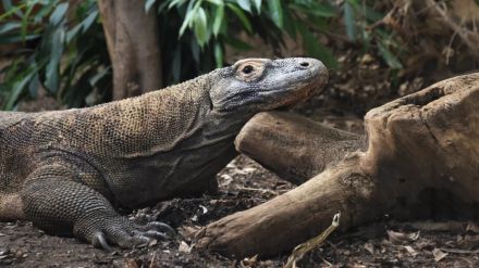 コモドドラゴンの歯に鉄の「コーティング」、歯の摩耗遅らせる　新研究