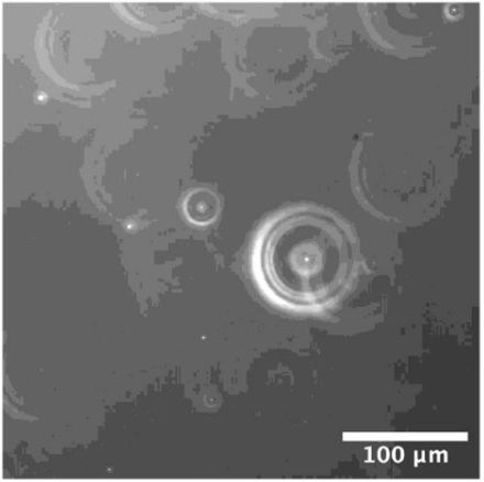 ナノバブルは泡ではない？ 重力により沈む様子を顕微鏡で観測 九州工業大など