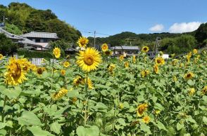 ３千本のヒマワリ見頃　撮影スポットにも和歌山県田辺市稲成町