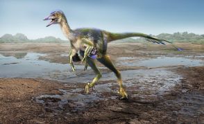 丹波竜が見つかった兵庫の地層から、再び新種の恐竜化石　鳥に進化する過程解明へ、研究者「大きな発見」　27日から臨時展示