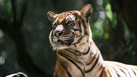 マレートラが「絶滅の瀬戸際」、死骸発見が最近続き危機感高まる