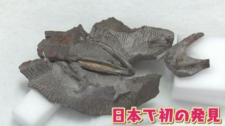 【奇跡の発見】趣味で化石発掘　見つけた恐竜の化石「新種」だった