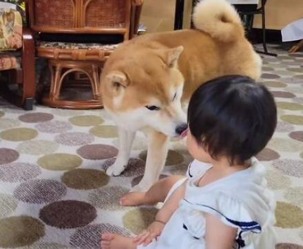 「お～よしよし大丈夫だよ～」号泣の1歳児を速攻で笑顔にする柴犬の手腕が「心まで読める」話題に