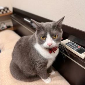 何食わぬ顔で座り込む猫　飼い主が困惑したワケに共感「でもね、座り心地最高よね」