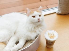 浜松・志都呂に猫カフェ　「猫」モチーフのラテアートも